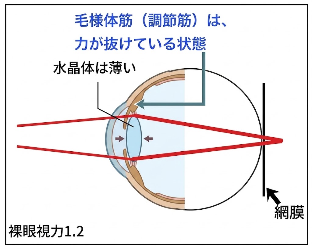 □「屈折異常と、その矯正 vol.1」眼は近くを見た時に、違う屈折異常に