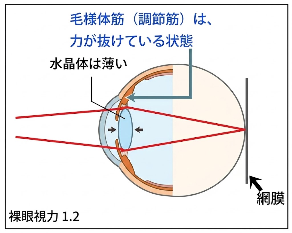 □「屈折異常と、その矯正 vol.1」眼は近くを見た時に、違う屈折異常に